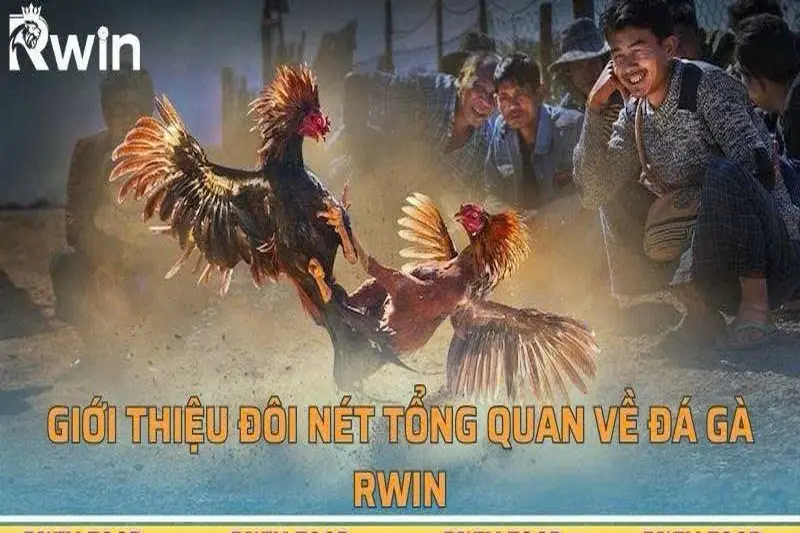 Đá Gà Campuchia – Sảnh Cược “Ăn Khách” Số 1
