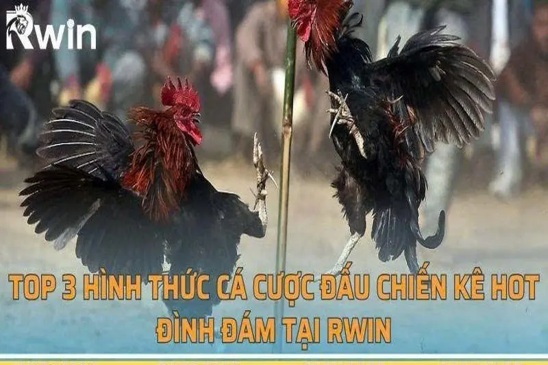 Hình Thức Thi Đấu